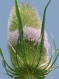 Flower head